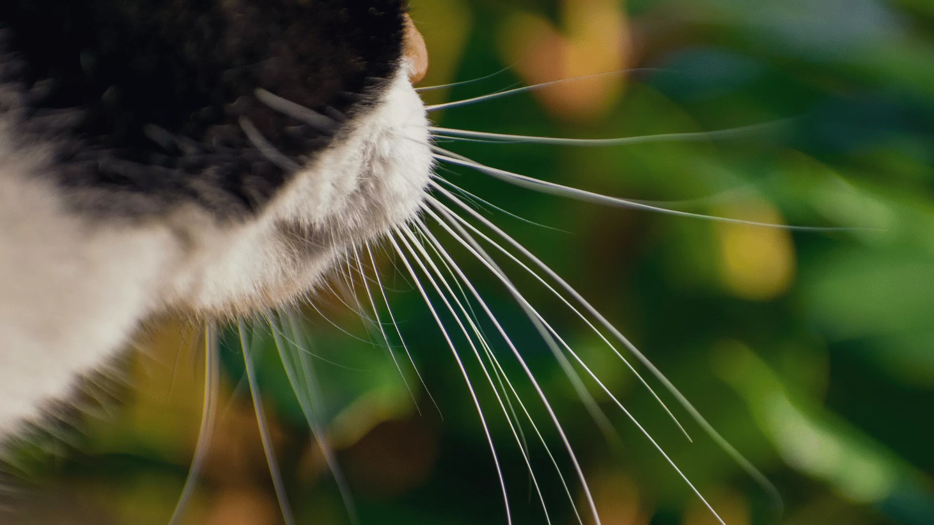 catwhiskers2.webp