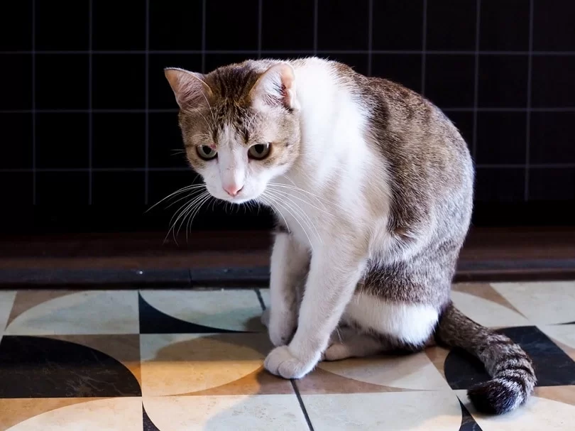 ¿Qué puedo darle a un gato envenenado?