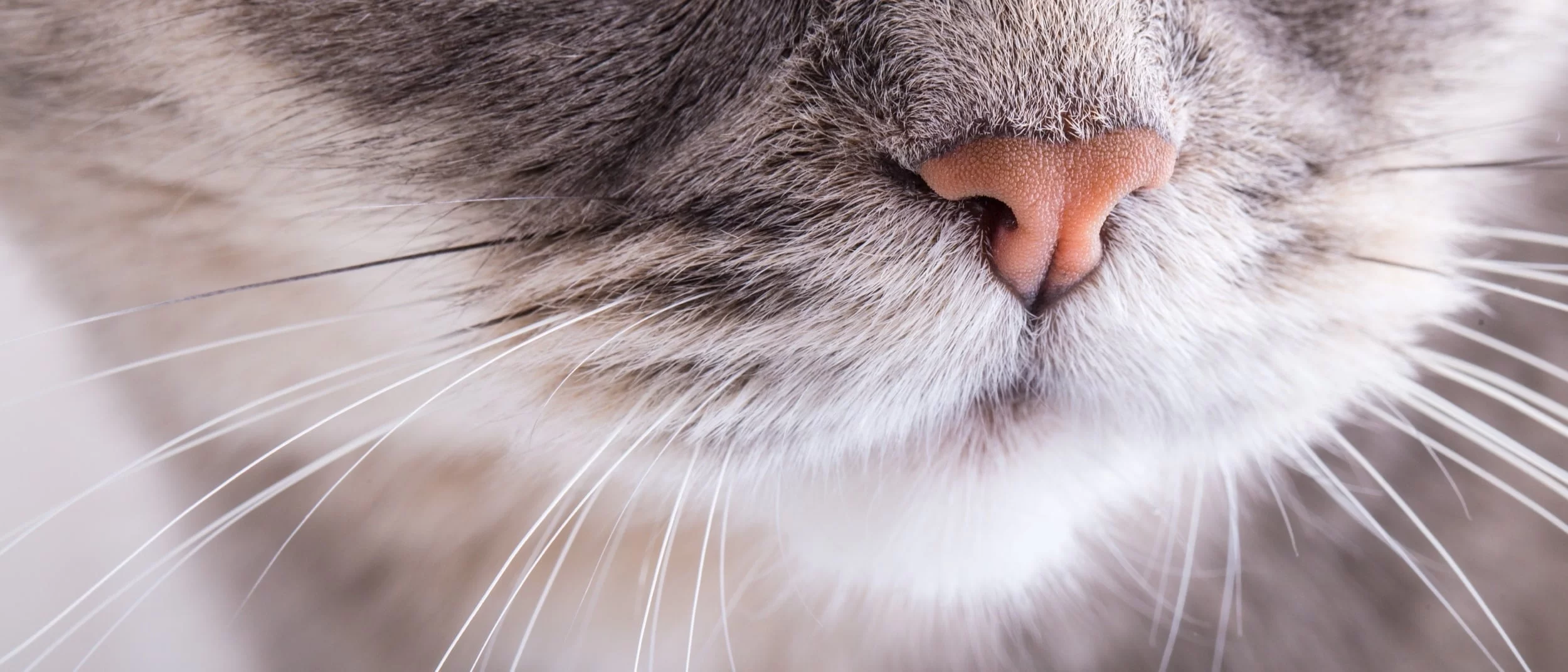 ¿Qué pasa si le cortas los bigotes a un gato?