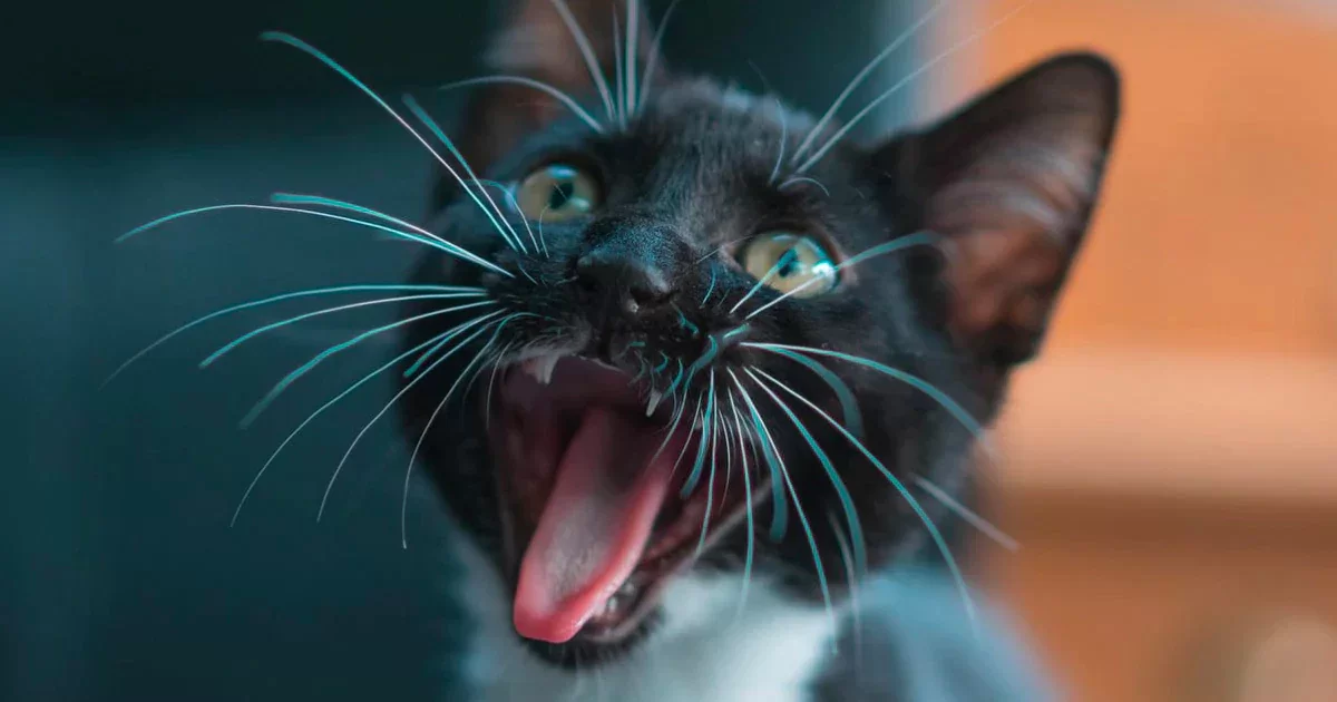 catwhiskers.webp