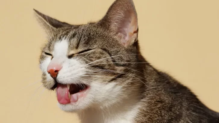 catsniffing3.webp