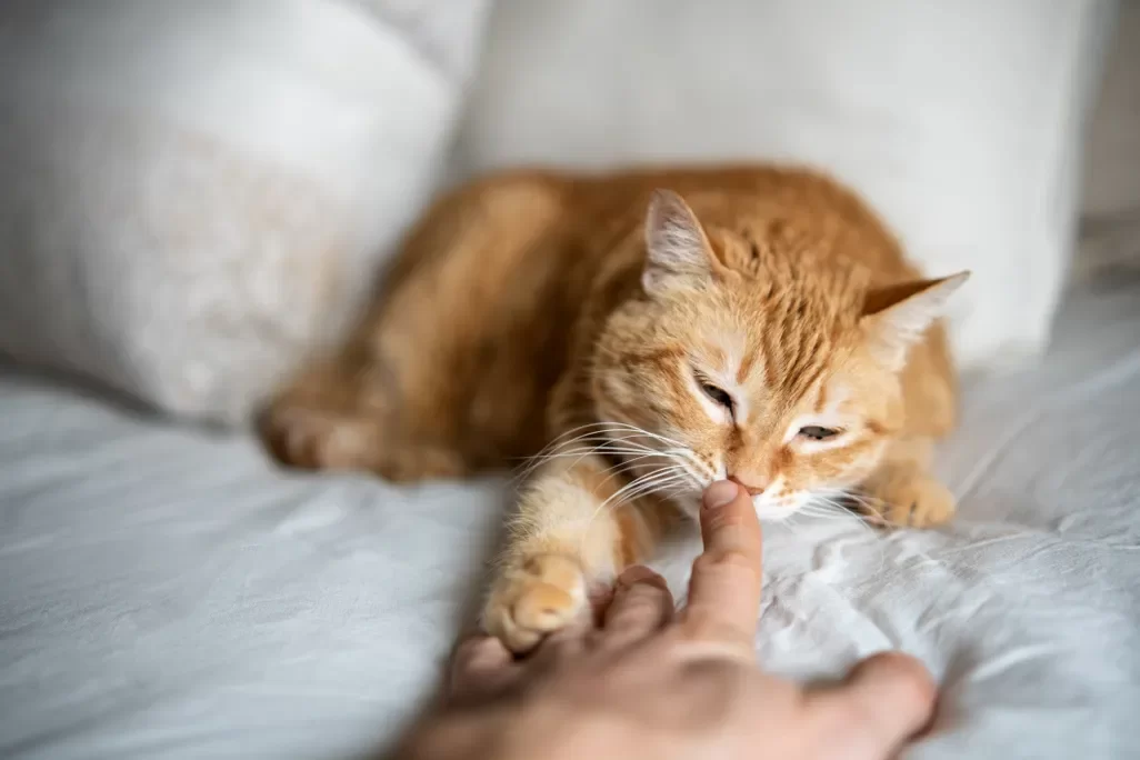 catsniffing4.webp