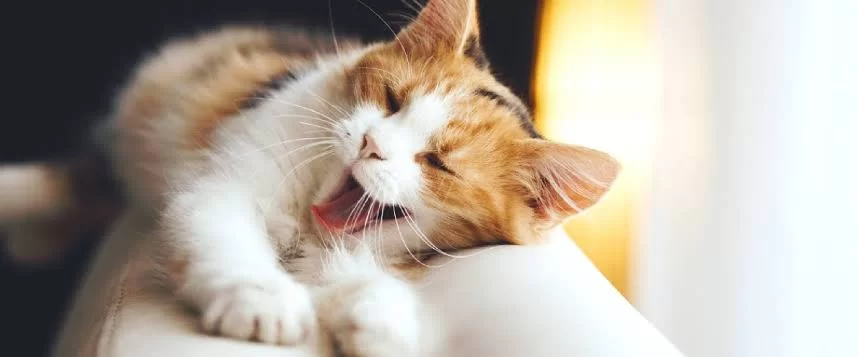 lethargiccats3.jpg