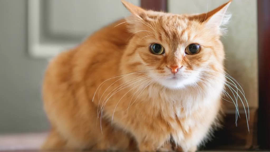 stressedcat7.jpg