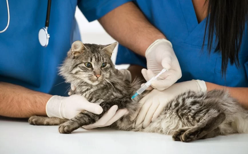 ¿Cada cuánto desparasitar a mi gato?