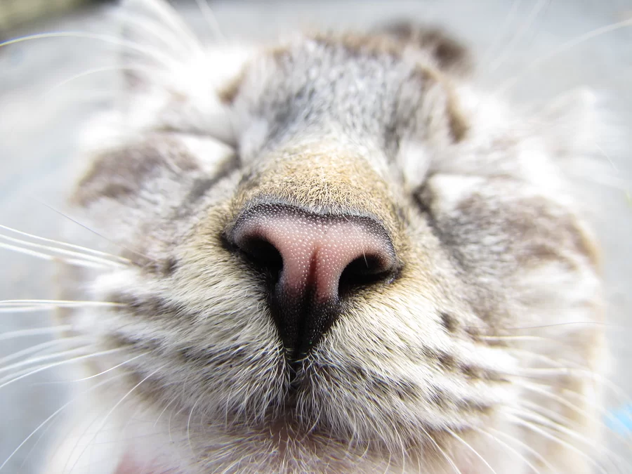 Olores que odian los gatos