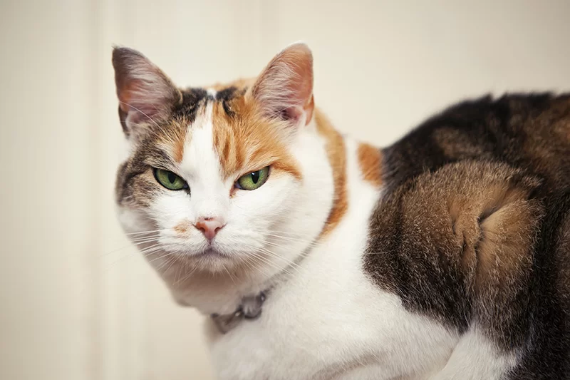 ¿Cada cuando se cambia la arena de gato?