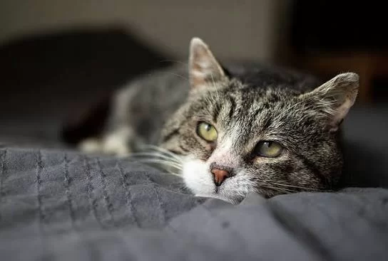 lethargiccats2.jpg