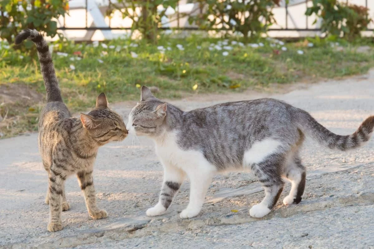 catsniffing2.jpg
