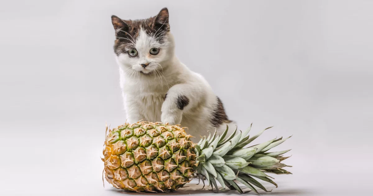¿Los gatos pueden comer piña? Riesgos y cuidados clave