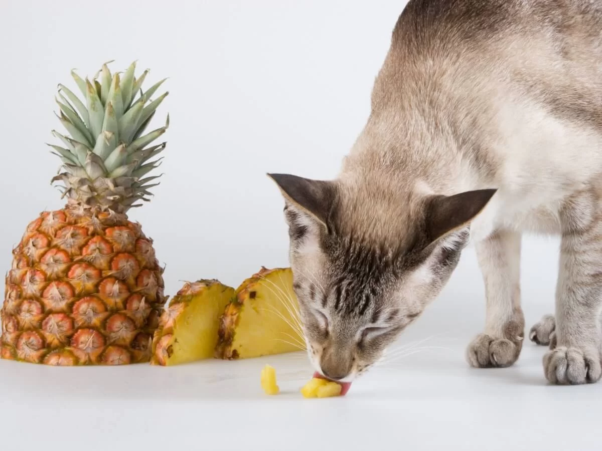 cateatpineapple3.jpg