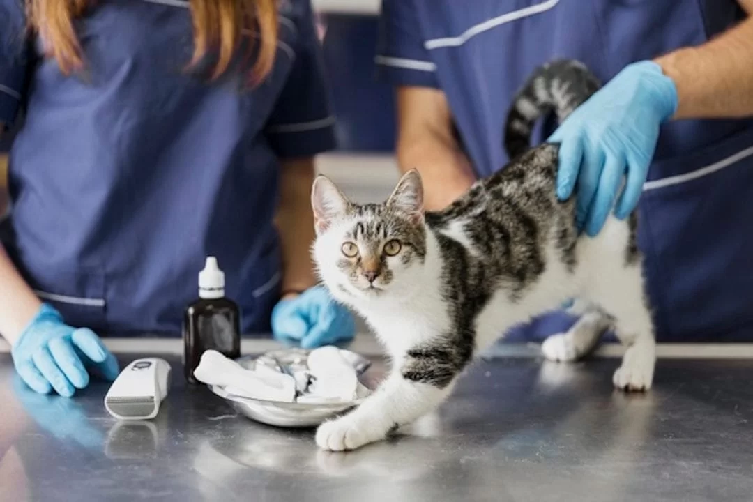 gatoenfermo9.jpg