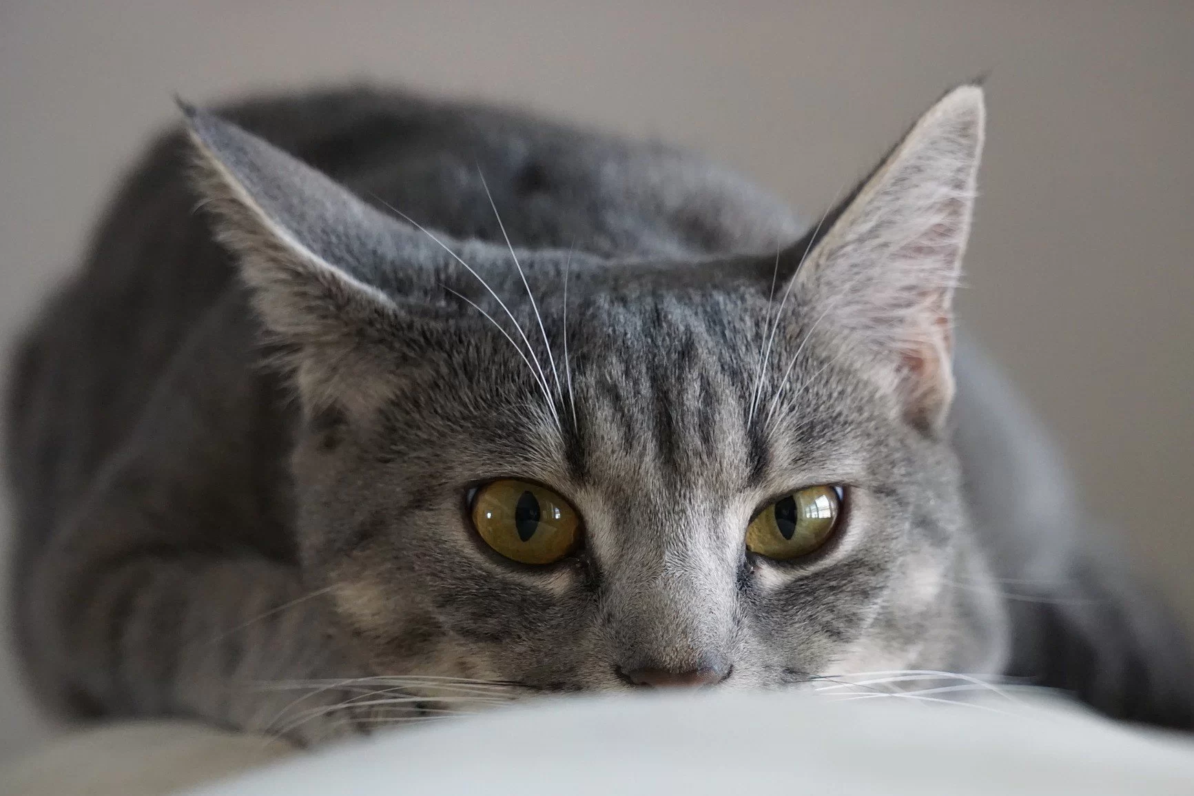 Leucemia en gatos: síntomas, contagio y diagnóstico
