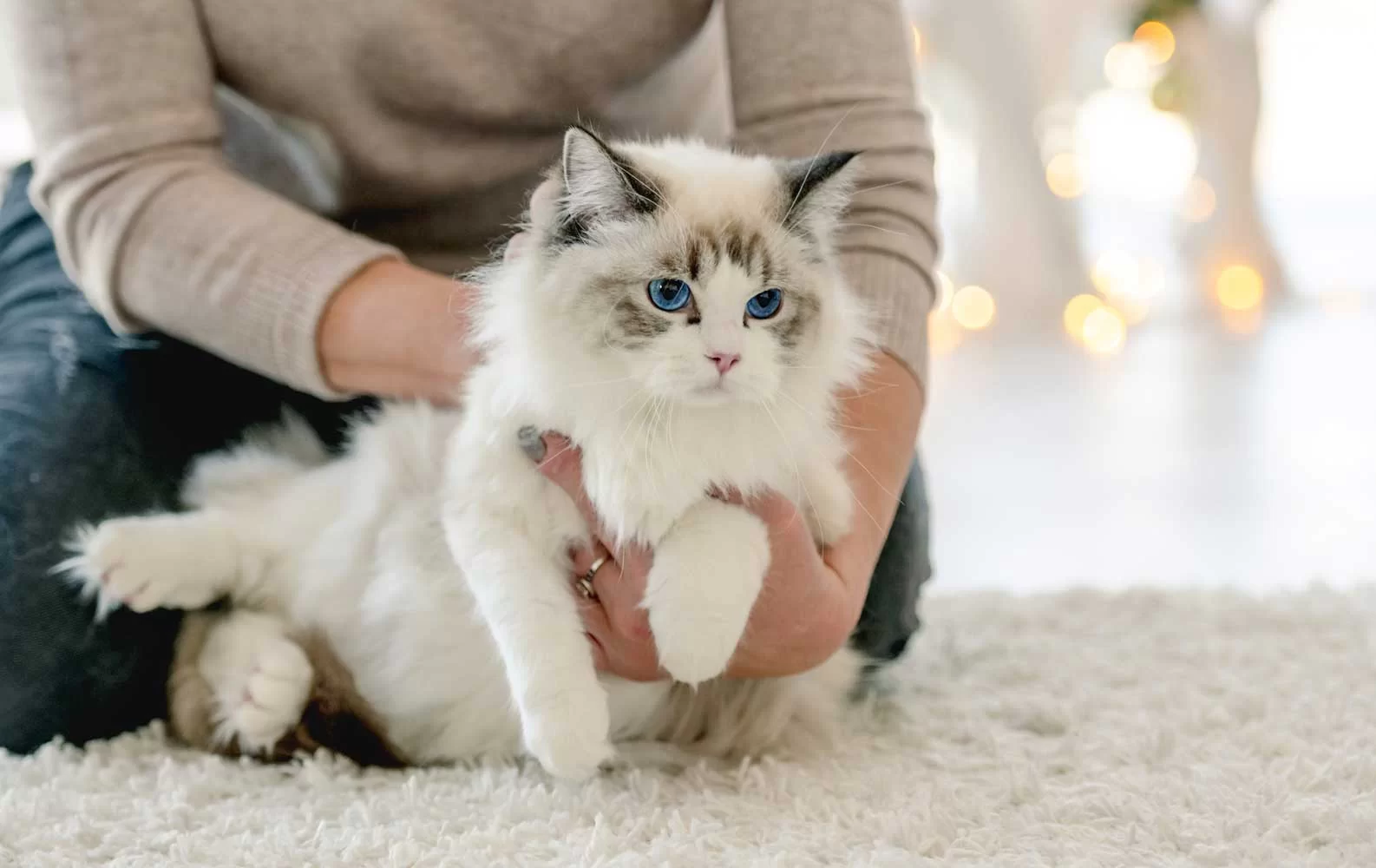 ragdollcat3.jpg