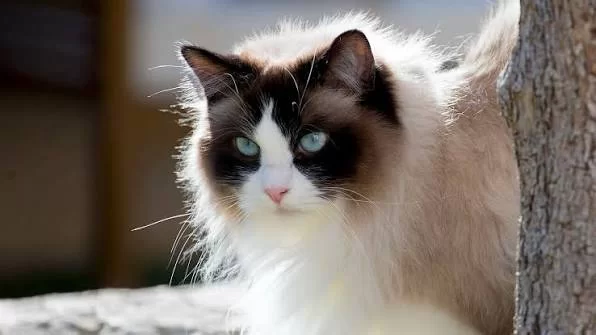 ragdollcat4.jpg