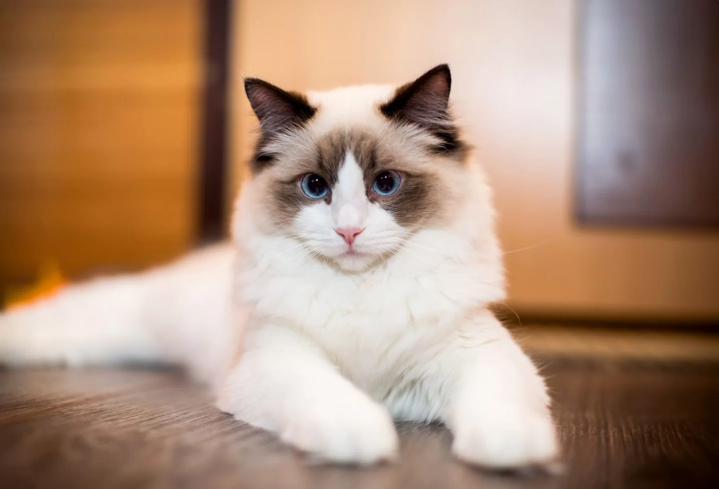 ragdollcat.jpg