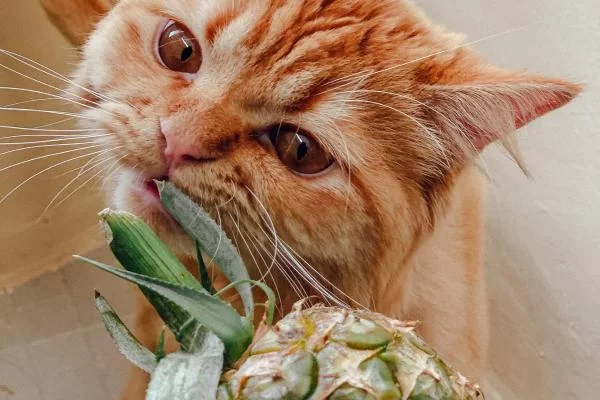 cateatpineapple2.jpg