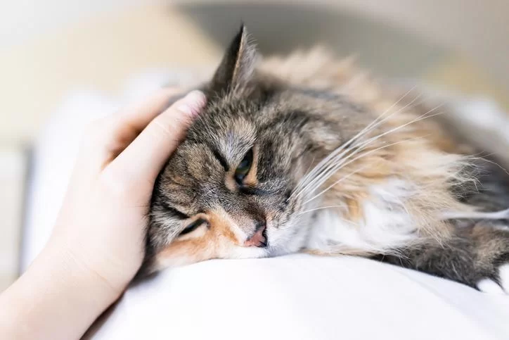 gatoenfermo7.jpg