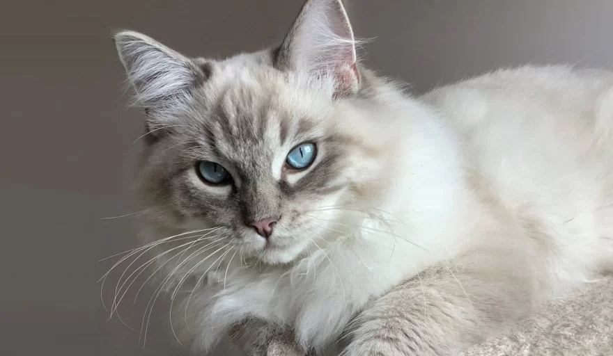 ¿Cómo es el gato "Ragdoll"?