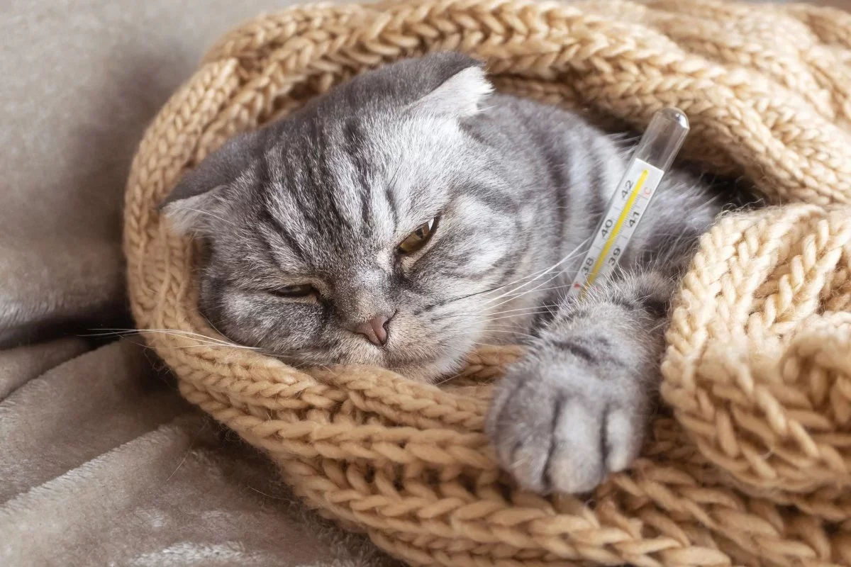 ¿Cómo saber si mi gato tiene fiebre?