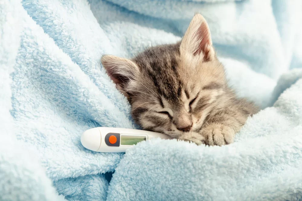 feverishcat.webp