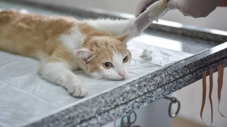 gatoenfermo8.jpg