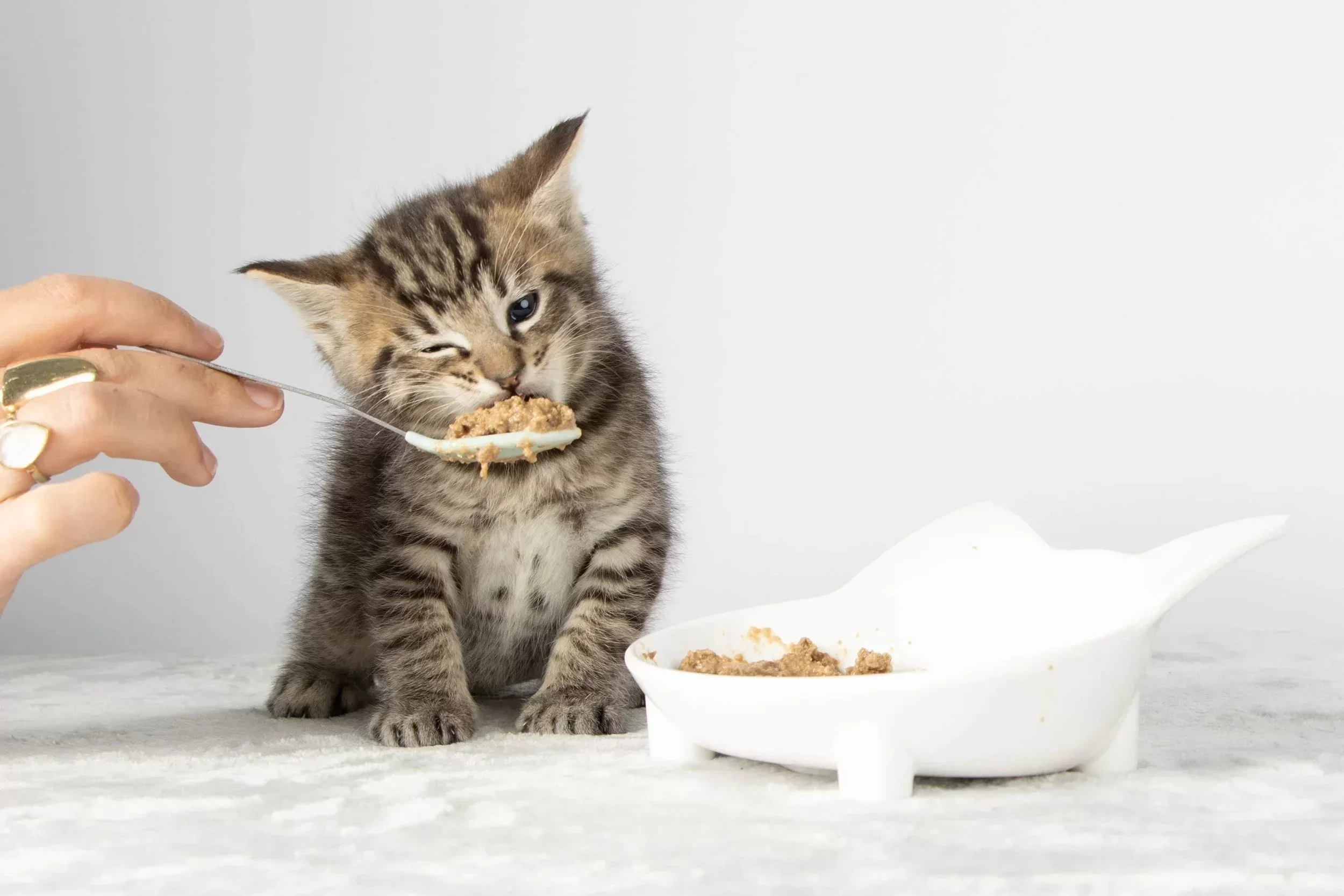 ¿A qué edad los gatos pueden comer croquetas?