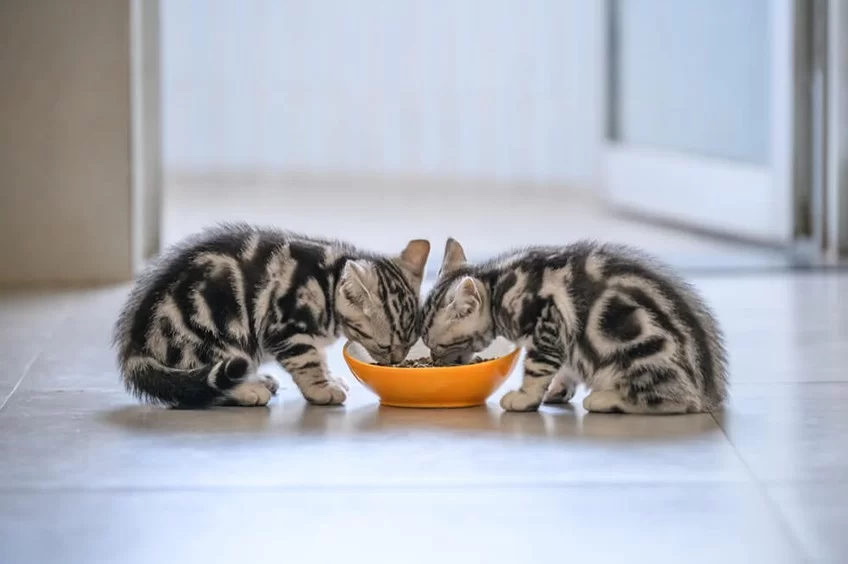 kitteneating3.jpg