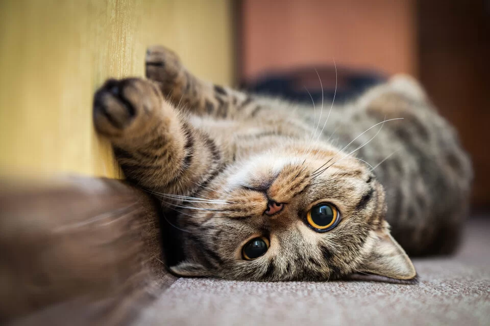 catdoesntmeow4.jpg