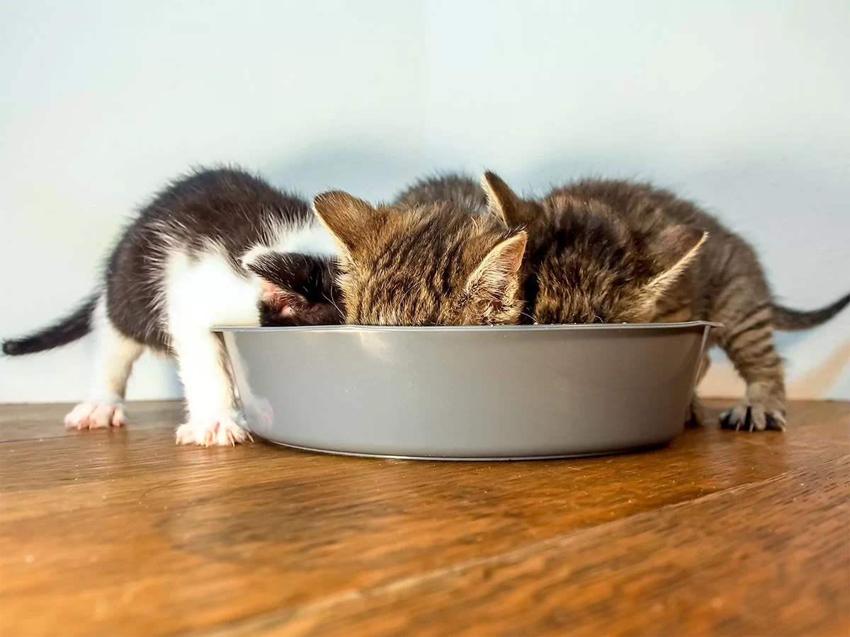 kittenseat.jpeg