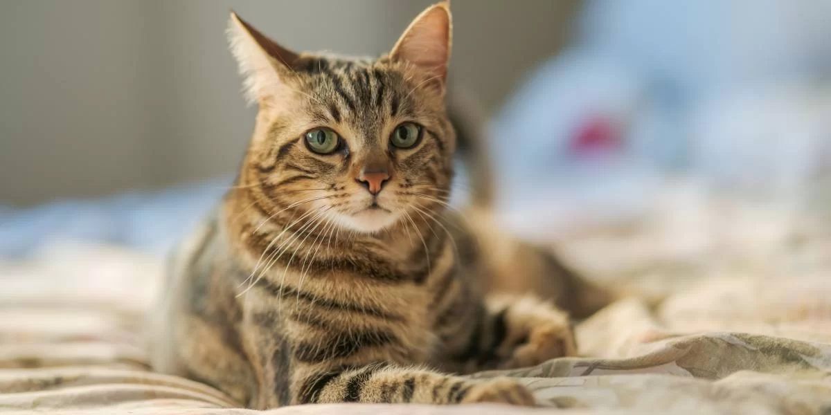 gatotembloroso.jpg