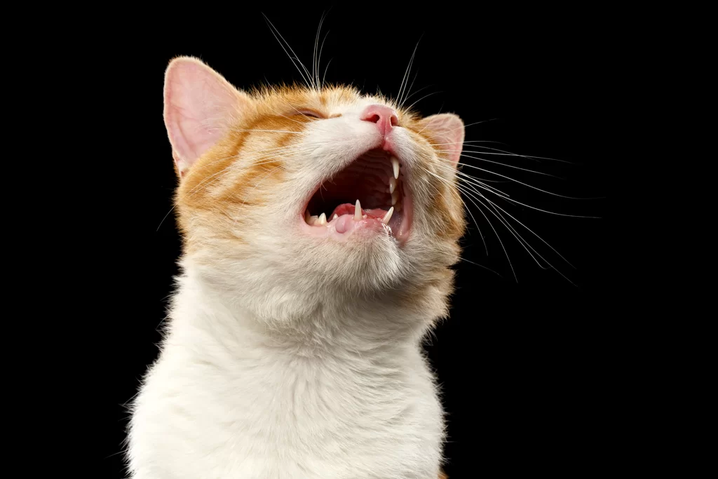 catdoesntmeow2.jpg