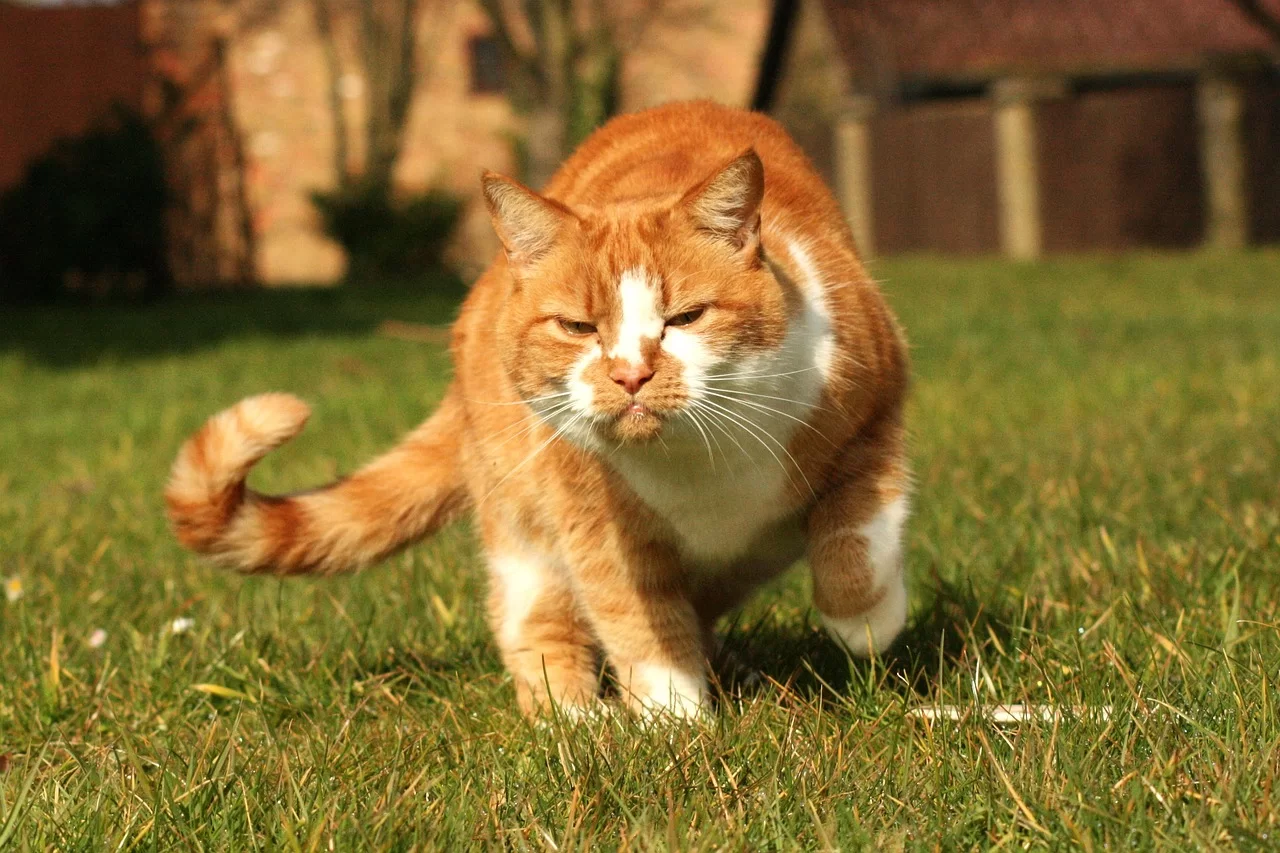 ¿Por qué mi gato tiembla?
