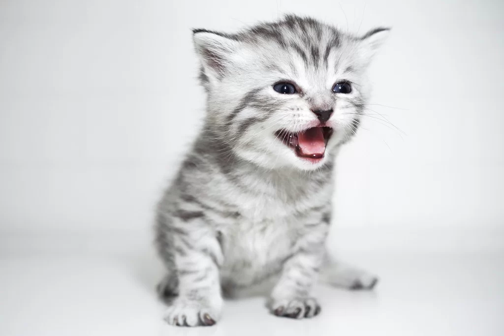 Por qué mi gato no ronronea: causas y cuándo preocuparse